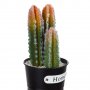 Изкуствени декоративни кактуси Home, 10,5х24см, снимка 2