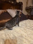 Бенгалско коте, снимка 6