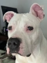 Търсим приятелка за Матео 2,6г. Американский стаффордширский терьер, снимка 4