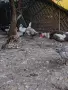Продавам Неми патици, снимка 3