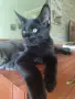 Коте от породата Мейн Кун, снимка 3