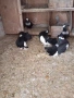 продавам гълъби, снимка 5