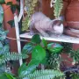 Котка порода сфинкс, снимка 5