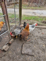 Яйца от катунски кокошки , снимка 1 - други­ - 44572002