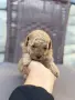 Той пудел toy poodle, снимка 3