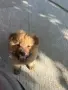 Чау - Чау  💙🐾🐶 Най-пухкавите Чау Чау бебета очакват своите нови семейства , Много скоро 🎉🪭❤️✨🐾🥰🐩➡️⤵️, снимка 4