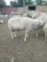 Продавам... КОЧ.. на... 2..години,порода...,ФРИЗИЙСКА, снимка 2