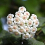 Hoya Хоя Rotundiflora , снимка 1
