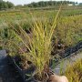 Мискантус Пурпурасценс, студоустойчива трева, снимка 12