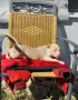 American Bully XL, снимка 4