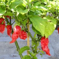 Семена от шестте най-лютите чушки на планетата : 1. Каролина Рийпър (Carolina Reaper) Средна лютивин, снимка 9 - Оранжерии - 31175677