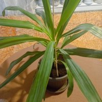орхидея Лудизия, снимка 4 - Стайни растения - 44167876
