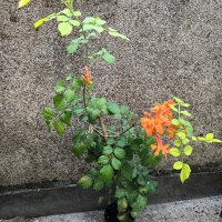 Текомария, снимка 3 - Градински цветя и растения - 42383849
