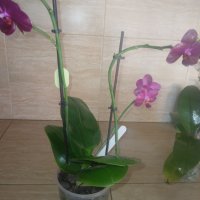 Орхидея sogo relex, снимка 5 - Стайни растения - 42872020