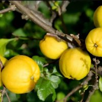 Планински лимон фиданки Chaenomeles, снимка 2 - Градински цветя и растения - 30059082