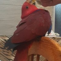 Продавам Еклектус- говорящ папагал, снимка 5 - Папагали - 40414318