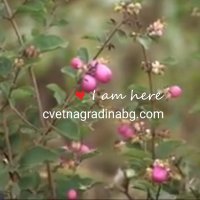 Симфорикарпус - розов, снимка 4 - Градински цветя и растения - 31281884