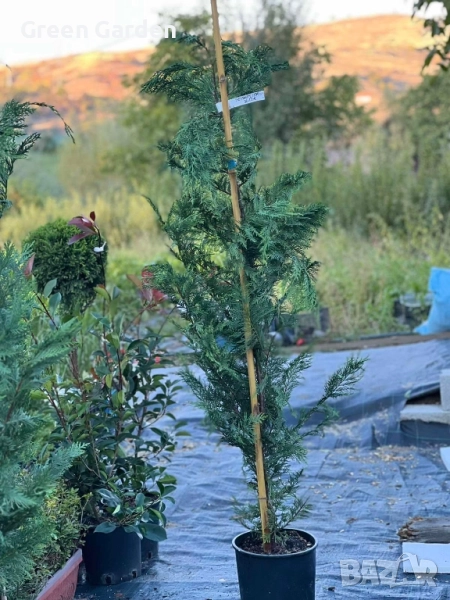 Лейланди 150-170 см., снимка 1