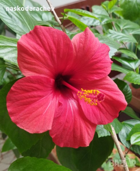 Китайски рози цвят червен празен фуния, снимка 1