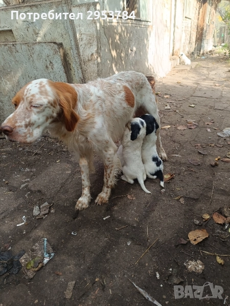 Английски сетер , снимка 1