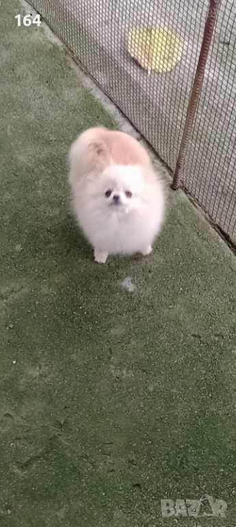 Женски миниатюрен мини Померан на 6 месеца 1 кг. , снимка 1