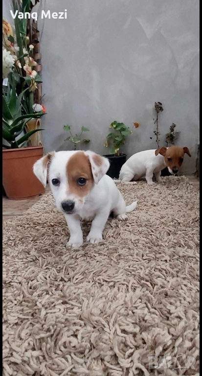 мини Джак Ръсели, снимка 1