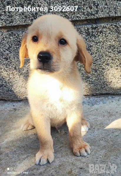 Лабрадори мъжки и женски, снимка 1