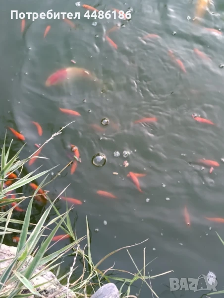 Продавам езерни декоративни рибки около 6-7см., снимка 1