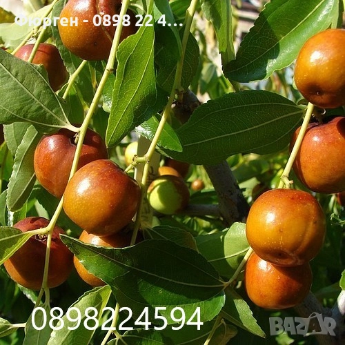 Хинап - Финап, снимка 1