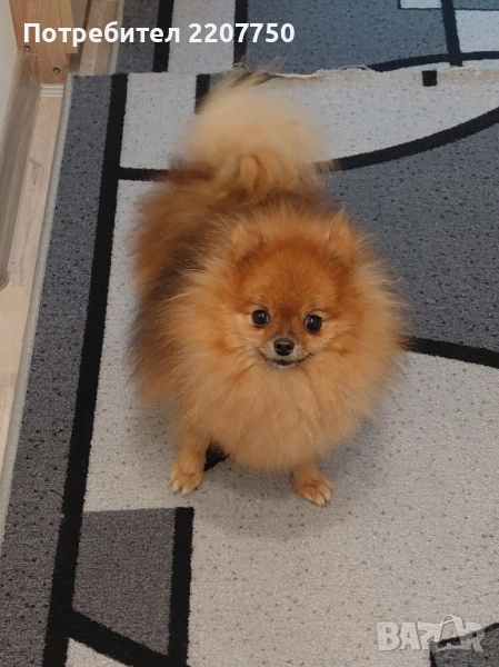 продавам померан , снимка 1