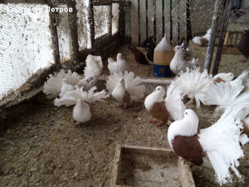 Продавам финарлии с черни и жълти капаци, снимка 1