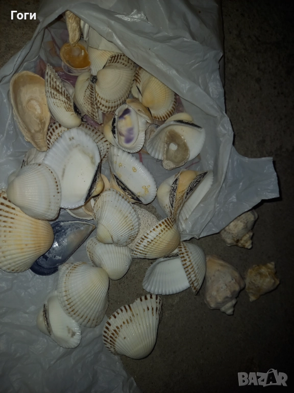 Модели Мидички и рапани за декорация , снимка 1