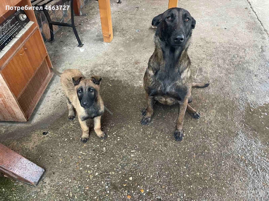 Продавам Белгийски овчарки, снимка 1