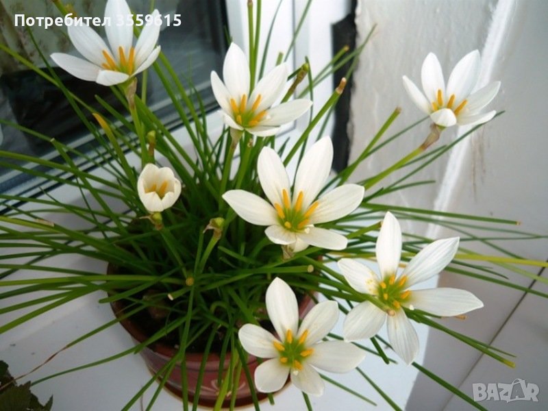 луковици на бял Зефирантес ( за саксия ), снимка 1