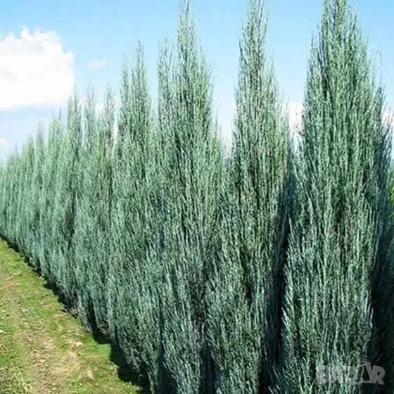 Юниперус скайрокет в саксия , снимка 1