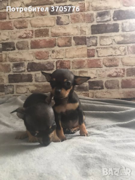 Мини пинчери и чихупинчери, снимка 1