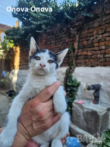 Подарвам котенца, снимка 4 - Други - 56220325