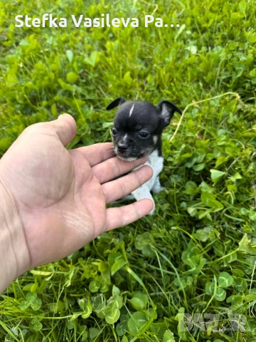 Продавам чихита, снимка 8 - Чихуахуа - 54331324