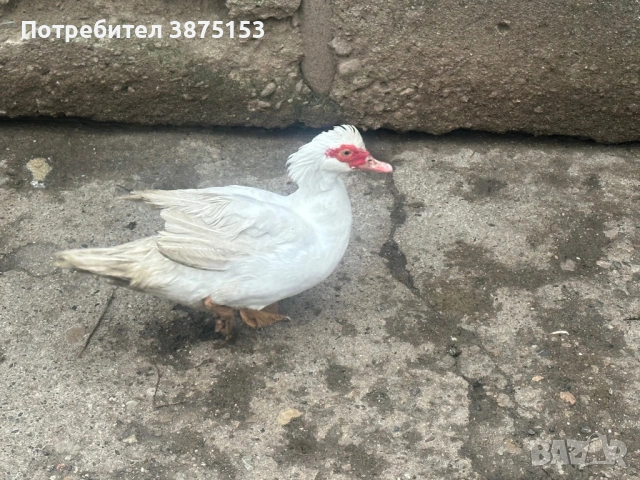 Неми патици и японски кокошки, снимка 3 - Патици и гъски - 53303930