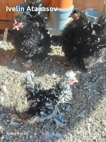 Къдрави кокошки, снимка 2 - други­ - 50673833