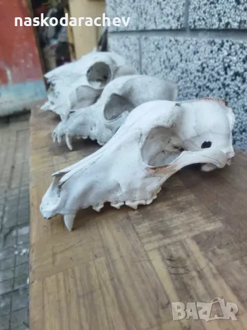 Череп, черепи за декорация, снимка 12 - Декорация за дома - 39432640