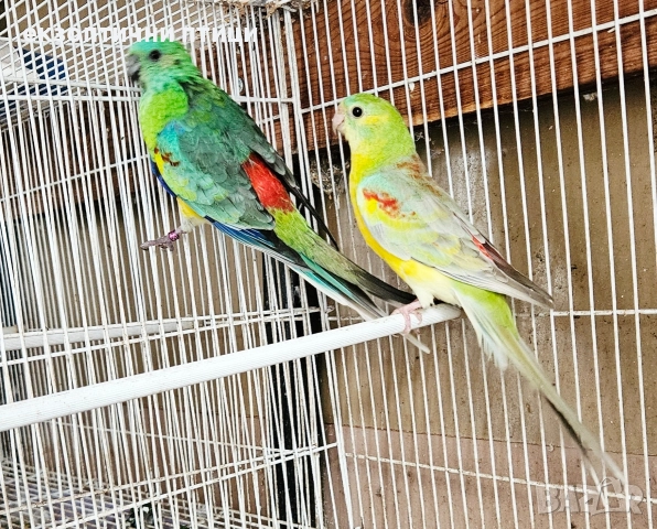 Продавам 3 двойки Пойни папагали , снимка 13 - Папагали - 52678971
