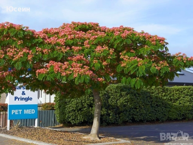 Албиция фиданки, снимка 9 - Градински цветя и растения - 51598316