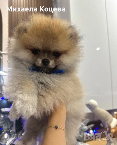 Мини Померани 