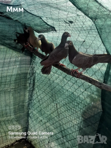 Гълъби, снимка 3 - Гълъби - 52899230