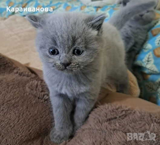 Британски сини колорпойнти , снимка 18 - Британска късокосместа - 53753333