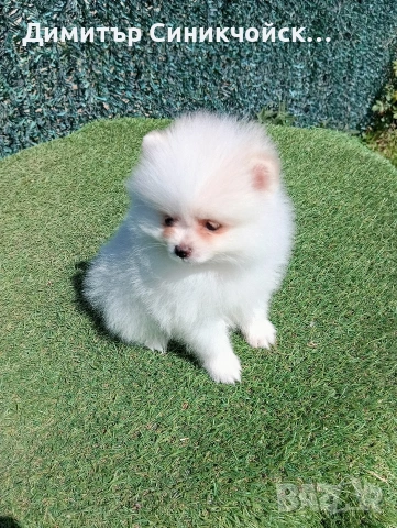 померан , снимка 4 - Померан - 54224690