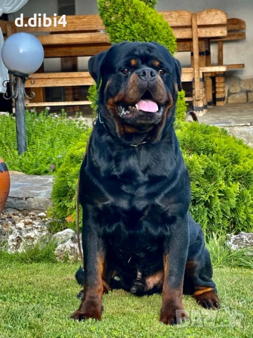 Ротвайлер, снимка 7 - Ротвайлер - 50765987