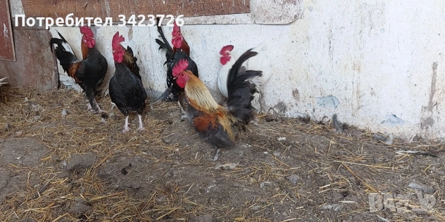 Декоративни петлета