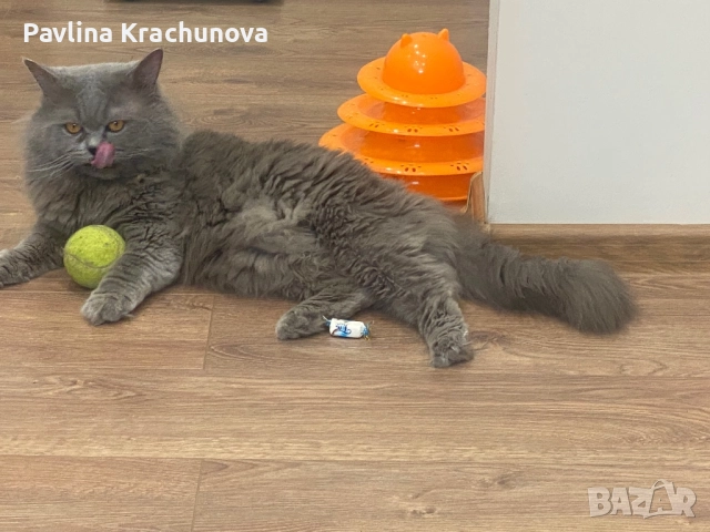 Британец дългокосмест, снимка 3 - Британска късокосместа - 50291583